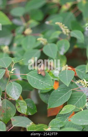 Brauner Schmetterling auf Green Leaf im Regenwald von Queensland Stockfoto