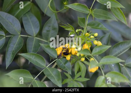 Hummel in kleinem gelben Blütensammelnektar Stockfoto