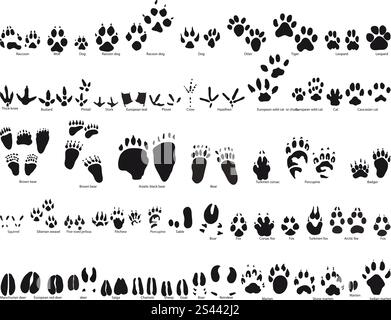 Größte Sammlung von Tier- und Vogelwelt Trails mit Namen Stock Vektor