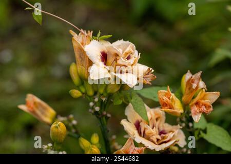 Buchweizenbindweed hat sich um den Blütenstängel einer Taglilie gewickelt. Fallopia convolvulus L. Stockfoto