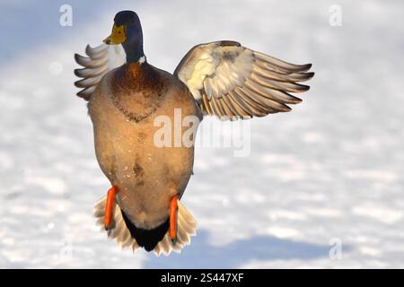 Stockenten im Winter Stockenten Stockenten *** Mallards im Winter Mallards Mallards Stockfoto