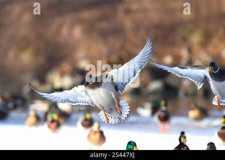 Stockenten im Winter Stockenten Stockenten *** Mallards im Winter Mallards Mallards Stockfoto