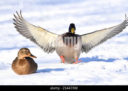 Stockenten im Winter Stockenten Stockenten *** Mallards im Winter Mallards Mallards Stockfoto