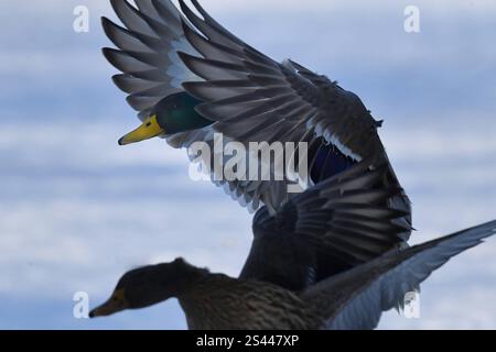 Stockenten im Winter Stockenten Stockenten *** Mallards im Winter Mallards Mallards Stockfoto