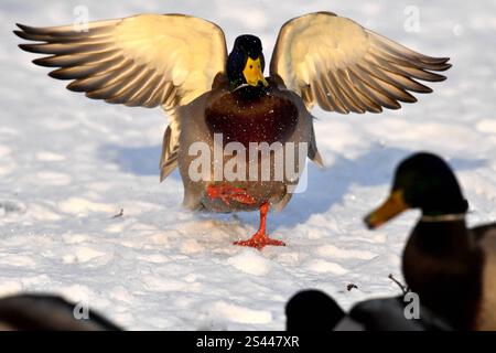 Stockenten im Winter Stockenten Stockenten *** Mallards im Winter Mallards Mallards Stockfoto