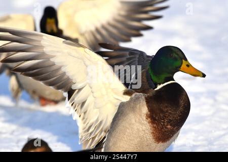 Stockenten im Winter Stockenten Stockenten *** Mallards im Winter Mallards Mallards Stockfoto