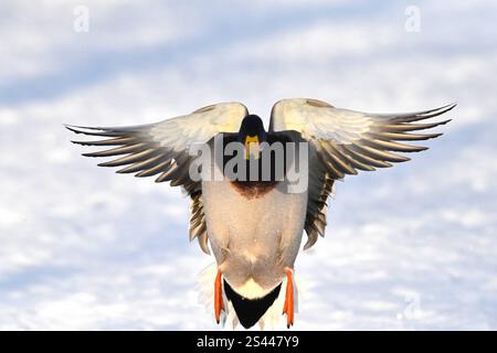 Stockenten im Winter Stockenten Stockenten *** Mallards im Winter Mallards Mallards Stockfoto