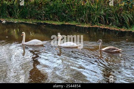 Drei Schwäne, darunter ein cygnet, gleiten auf einem ruhigen Teich mit grüner Vegetation im Hintergrund. Stockfoto