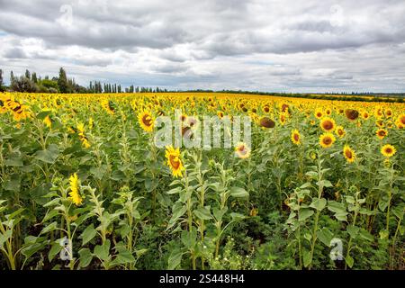 Das Sonnenblumenfeld erstreckt sich im Spätsommer unter einem bewölkten Himmel in einer ländlichen Landschaft. Stockfoto