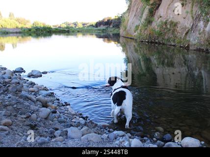 Landschaft mit Hund, der die Natur genießt Stockfoto