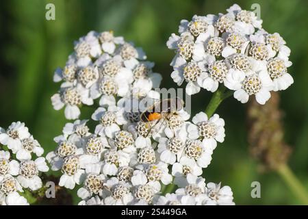 Männliche Europäische Drohnenfliege (Eristalis arbustorum), Familie Syrphidae auf weißen Blüten der Schafgarbe (Achillea millefolium), Familie Asteraceae Stockfoto