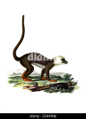 Säugetiere, Affen, Affen, Lemur albifrons, Weißköpfige Lemuren, Eulemur albifrons, historische, digital restaurierte Reproduktion eines Originals aus dem Jahr 1860, Säugetiere, Weißkopfmaki, Historisch, digital restaurierte Reproduktion einer Vorlage von 1860 Stockfoto