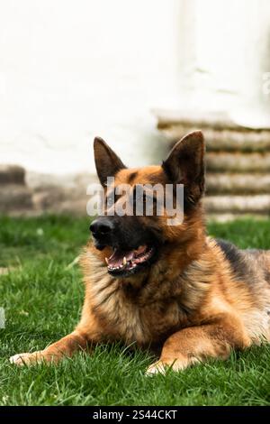 Ein Deutscher Schäferhund liegend, mit einem konzentrierten Ausdruck zur Seite schauend. Ein Porträt von Loyalität, Intelligenz und Ruhe in entspannter Pose. Stockfoto