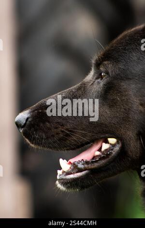Nahaufnahme des Gesichts eines großen schwarzen Hundes im Profil, das seine scharfen Merkmale, sein glänzendes Fell und seine ausdrucksstarken Augen hervorhebt. Eine auffällige Darstellung des Hundestrauchs Stockfoto