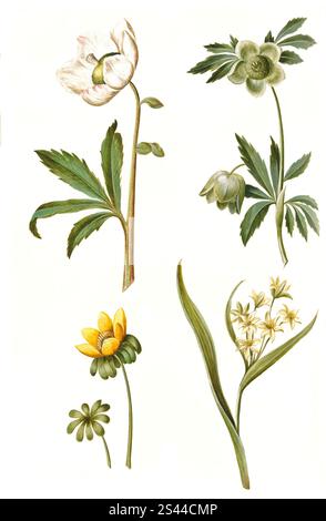 Snow rose, mostly called Christmas rose or black hellebore, Helleborus niger, common Christmas rose, winter aconite, Eranthis hyemalis, garden-erantis, woodland yellow star, Gagea lutea, also common yellow star or woodland gold star, common golden star, historical, digitally restored reproduction from an original from the 19th century, Schneerose, genannt meist Christrose oder Schwarze Nieswurz, Winterling, Wald-Gelbstern, auch Gewöhnlicher Gelbstern oder Wald-Goldstern, common golden star  , Historisch, digital restaurierte Reproduktion von einer Vorlage aus dem 19. Jahrhundert Stockfoto