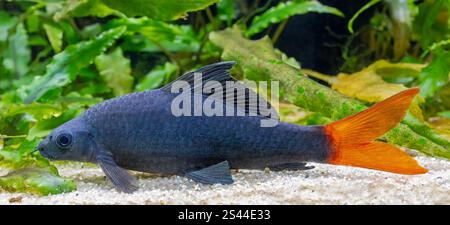 Nahaufnahme eines schwarzen Rotschwanzhais (Epalzeorhynchos bicolor) Stockfoto