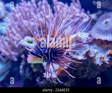 Nahaufnahme eines Clearfin-Löwenfisches (Pterois radiata) Stockfoto