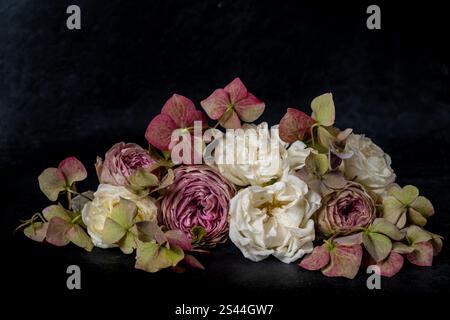 Nahblumenanordnung von Rosen und Hortensien auf schwarzem Hintergrund Stockfoto