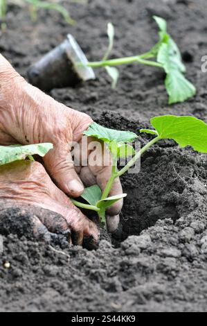 Hände des Gärtners Pflanzen einen Gurkensämling im Gemüsegarten Stockfoto