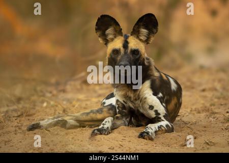Ein afrikanischer Wildhund starrt auf sandigem Boden in die Kamera. Es hat ein schwarzes, weißes und braunes Fell mit großen Ohren. Schuss mit einem Nikon Z8 und einem 600 Stockfoto