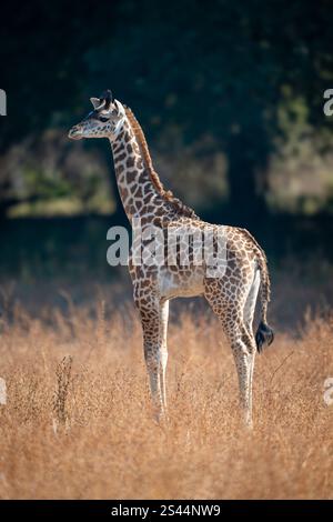 Die Giraffe eines jungen Thornicrofts starrt im Profil. Es hat einen gelbbraunen Mantel, der mit dunkelbraunen Flecken bedeckt ist. Aufnahme mit einem Nikon Z8 und einem 600-mm-Objektiv in S Stockfoto