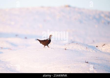 Burley in Wharfedale, Ilkley, West Yorkshire, Großbritannien. Januar 2025. UK Weather - Ein Rothühnchen, das bei eisigem Schnee auf Burley Moor, Burley in Wharfedale bei Ilkley, West Yorkshire, durch tiefen Schnee spaziert. Credit: Kay Roxby/Alamy Live News Stockfoto