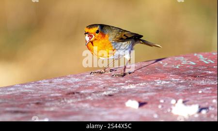 Dundee, Tayside, Schottland, Großbritannien. Januar 2025. Wetter in Großbritannien: In Dundee, Schottland, zeigt die herrliche Wintersonne die natürliche Schönheit der freundlichen Robin Redbreast-Vögel, die auf das Zwitschern eines Smartphones reagieren und Brotkrumen fressen. Quelle: Dundee Photographics/Alamy Live News Stockfoto