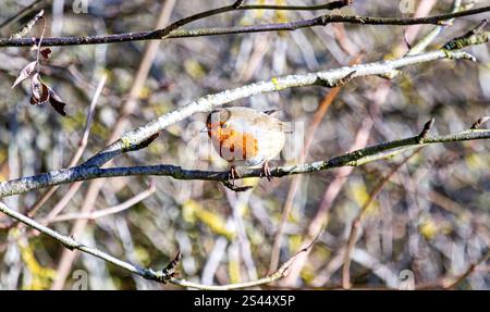 Dundee, Tayside, Schottland, Großbritannien. Januar 2025. Wetter in Großbritannien: In Dundee, Schottland, zeigt die herrliche Wintersonne die natürliche Schönheit der freundlichen Robin Redbreast-Vögel, die auf das Zwitschern eines Smartphones reagieren und Brotkrumen fressen. Quelle: Dundee Photographics/Alamy Live News Stockfoto