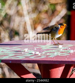 Dundee, Tayside, Schottland, Großbritannien. Januar 2025. Wetter in Großbritannien: In Dundee, Schottland, zeigt die herrliche Wintersonne die natürliche Schönheit der freundlichen Robin Redbreast-Vögel, die auf das Zwitschern eines Smartphones reagieren und Brotkrumen fressen. Quelle: Dundee Photographics/Alamy Live News Stockfoto