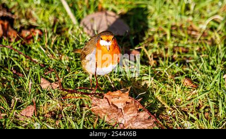 Dundee, Tayside, Schottland, Großbritannien. Januar 2025. Wetter in Großbritannien: In Dundee, Schottland, zeigt die herrliche Wintersonne die natürliche Schönheit der freundlichen Robin Redbreast-Vögel, die auf das Zwitschern eines Smartphones reagieren und Brotkrumen fressen. Quelle: Dundee Photographics/Alamy Live News Stockfoto