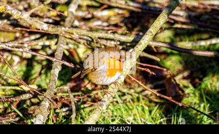 Dundee, Tayside, Schottland, Großbritannien. Januar 2025. Wetter in Großbritannien: In Dundee, Schottland, zeigt die herrliche Wintersonne die natürliche Schönheit der freundlichen Robin Redbreast-Vögel, die auf das Zwitschern eines Smartphones reagieren und Brotkrumen fressen. Quelle: Dundee Photographics/Alamy Live News Stockfoto