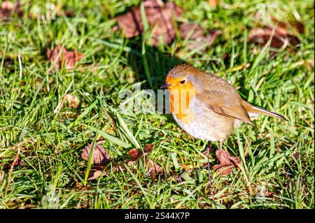 Dundee, Tayside, Schottland, Großbritannien. Januar 2025. Wetter in Großbritannien: In Dundee, Schottland, zeigt die herrliche Wintersonne die natürliche Schönheit der freundlichen Robin Redbreast-Vögel, die auf das Zwitschern eines Smartphones reagieren und Brotkrumen fressen. Quelle: Dundee Photographics/Alamy Live News Stockfoto