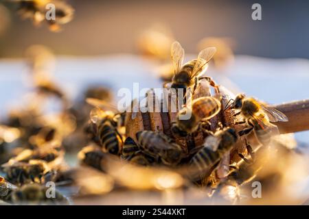 Frischer Bio-Honig und Holzlöffel im Teller mit vielen Arbeiterbienen, Nahaufnahme. Honigernte. Gesundes Bio-Naturnahrungskonzept, Ernährung Stockfoto