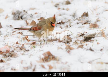 Weibliches Nordkardinal, das auf dem Boden im Schnee auf Nahrungssuche ist Stockfoto
