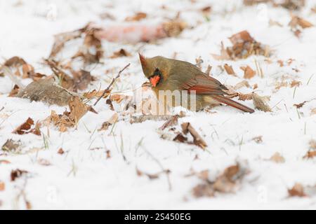 Weibliches Nordkardinal, das auf dem Boden im Schnee auf Nahrungssuche ist Stockfoto
