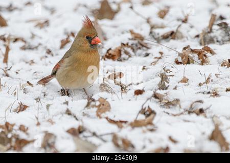 Weibliches Nordkardinal, das auf dem Boden im Schnee auf Nahrungssuche ist Stockfoto