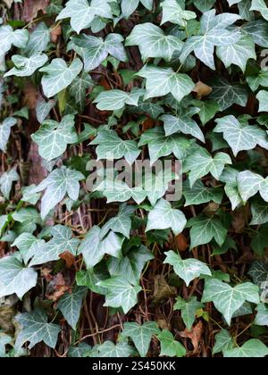 Ivy ist eine Kletterpflanze. Sie bietet Lebensraum und Nahrung für Tierarten wie Vögel, Insekten und kleine Säugetiere. Die Beeren sind ein wichtiges Essen Stockfoto