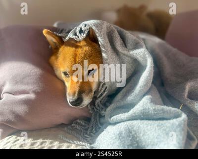 Nachdenklicher Shiba Inu mit einem traurigen Ausdruck, Kopf unter einer Decke. Die Stimmung ist nachdenklich und besinnlich. Hochwertige Nahaufnahmen. Kopierbereich verfügbar. Stockfoto