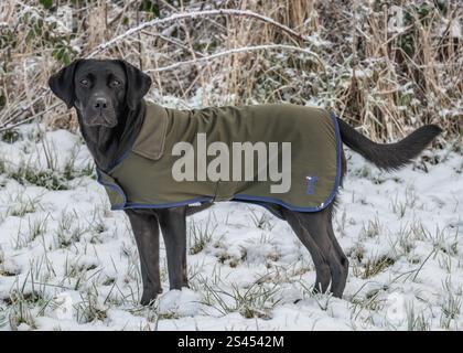 Labrador trägt einen sportlichen Heiligenmantel Stockfoto