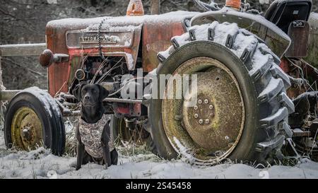 Labrador trägt einen sportlichen Heiligenmantel Stockfoto