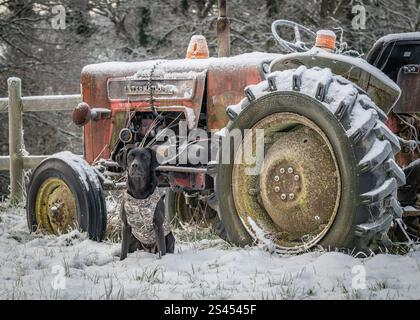 Labrador trägt einen sportlichen Heiligenmantel Stockfoto