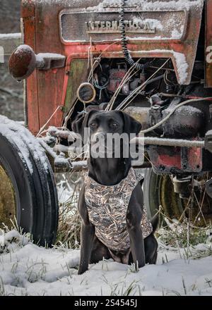 Labrador trägt einen sportlichen Heiligenmantel Stockfoto