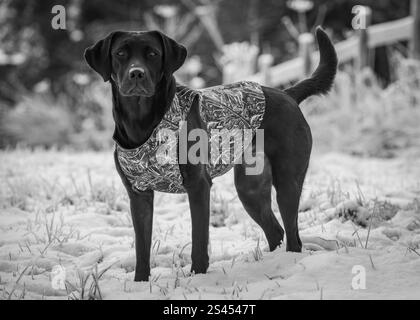 Labrador trägt einen sportlichen Heiligenmantel Stockfoto