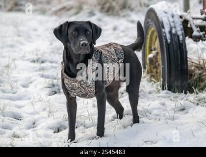 Labrador trägt einen sportlichen Heiligenmantel Stockfoto