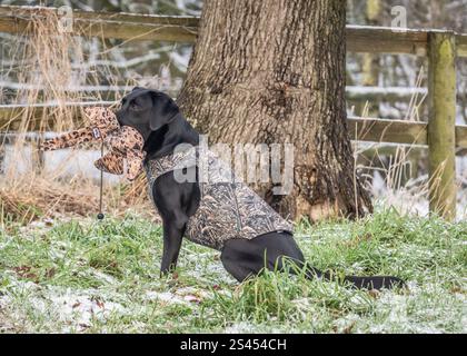 Labrador trägt einen sportlichen Heiligenmantel Stockfoto