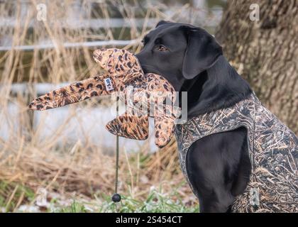 Labrador trägt einen sportlichen Heiligenmantel Stockfoto