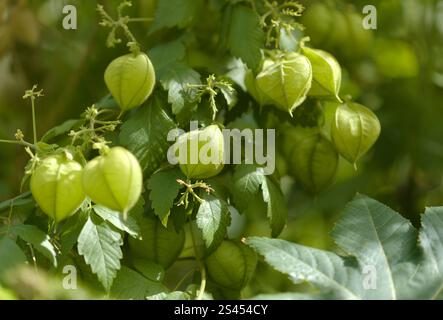 Flora von Gran Canaria - Cardiospermum grandiflorum, allgemein bekannt als auffällige Ballonvine, eingeführte Arten, natürlicher Makro-floraler Hintergrund Stockfoto