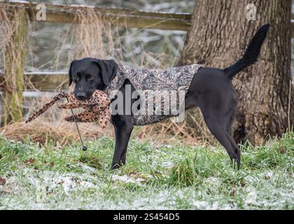 Labrador trägt einen sportlichen Heiligenmantel Stockfoto