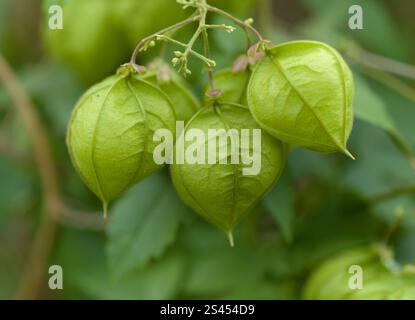 Flora von Gran Canaria - Cardiospermum grandiflorum, allgemein bekannt als auffällige Ballonvine, eingeführte Arten, natürlicher Makro-floraler Hintergrund Stockfoto