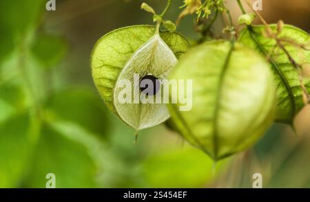 Flora von Gran Canaria - Cardiospermum grandiflorum, allgemein bekannt als auffällige Ballonvine, eingeführte Arten, natürlicher Makro-floraler Hintergrund Stockfoto